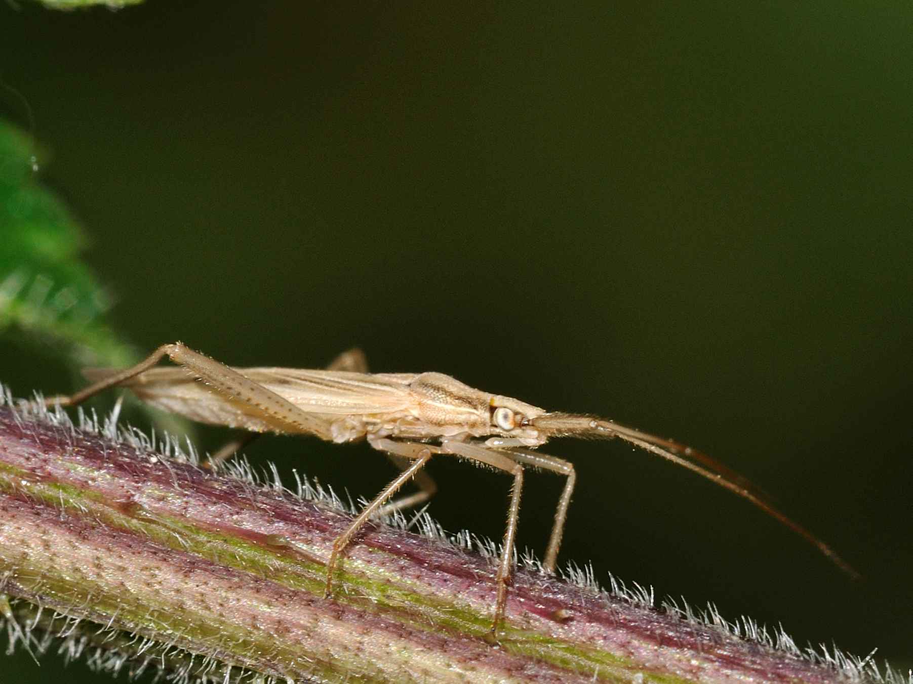 Miridae: Stenodema sericans dell''Abruzzo e CHIAVE DICOTOMICA